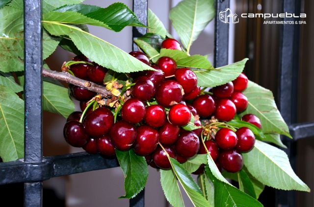 Feria de la Cereza 2015, en Caudiel