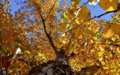 Events and Activities in Montanejos – November 2024